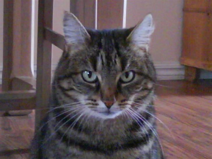 Huskat Timon billede 5