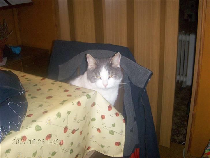 Huskat migo - nu er jeg snart træt af at blive fotograferet....................... billede 4