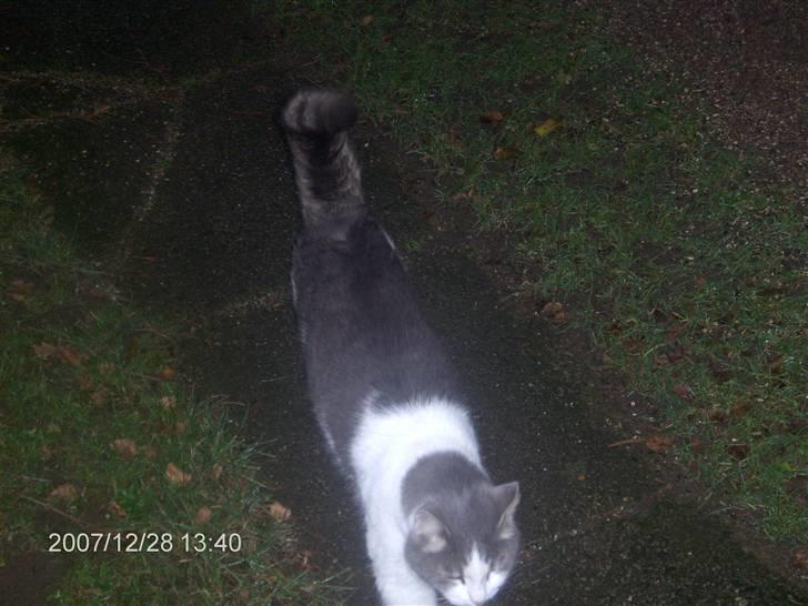 Huskat migo - pas på jeg skal til....for katten da.................. billede 5