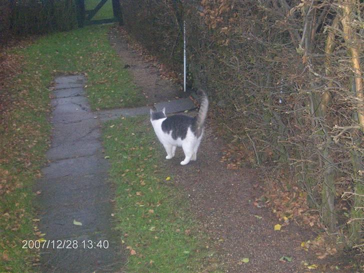 Huskat migo - hov var der nogen der snakkede om mad............ billede 6