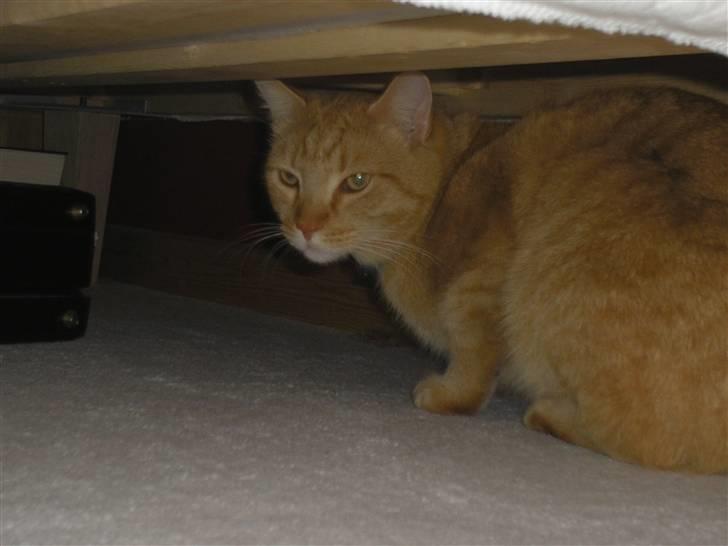 Maine Coon Mulle billede 11