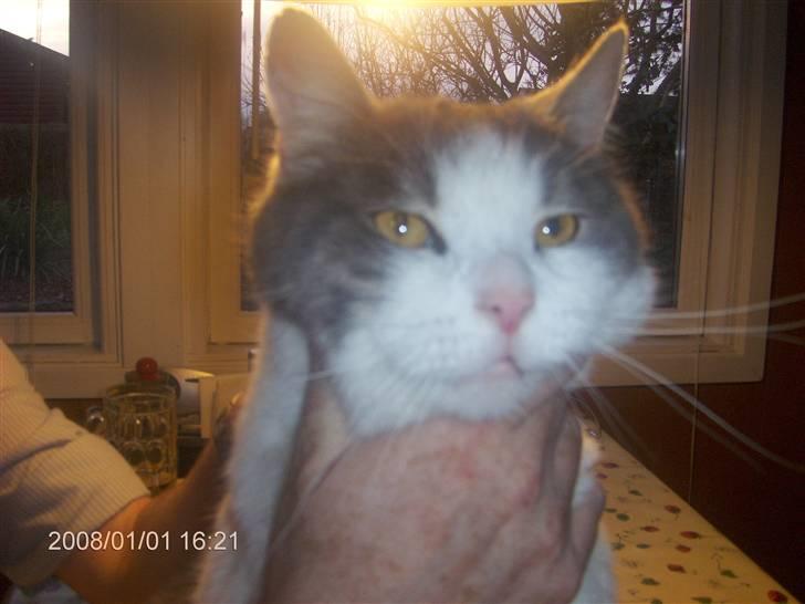 Huskat migo - er jeg ikke bare dejlig billede 8