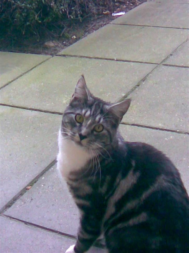 Blanding af racer Zidan - ser jeg ikke bare sød ud. billede 1