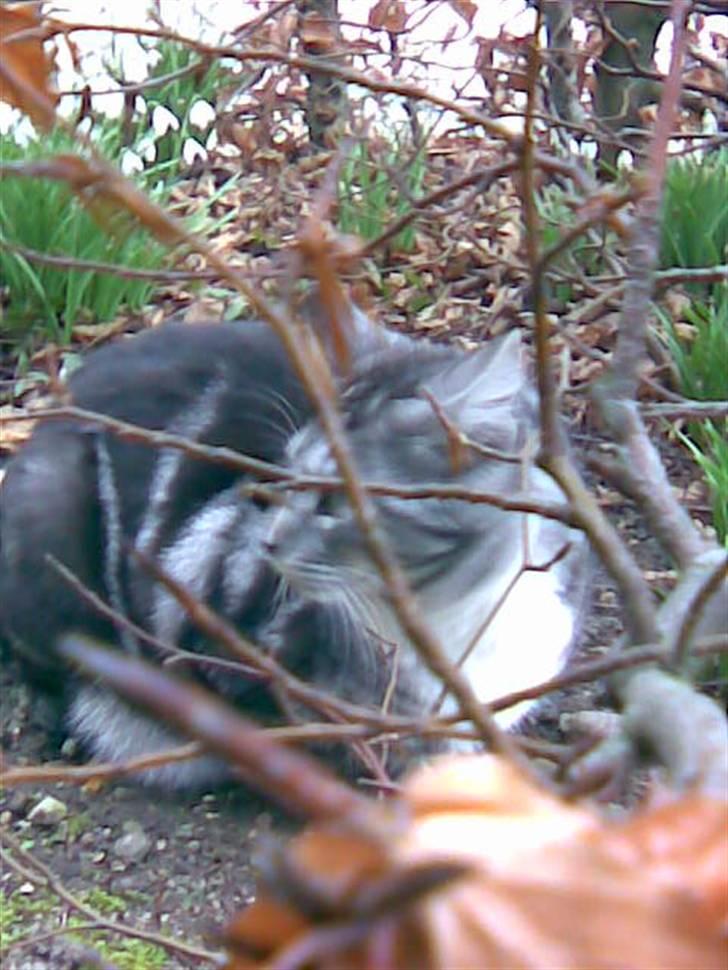 Blanding af racer Zidan billede 2