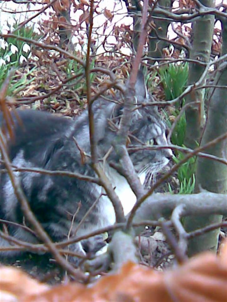 Blanding af racer Zidan - pas på ! jeg er den store jæger billede 3