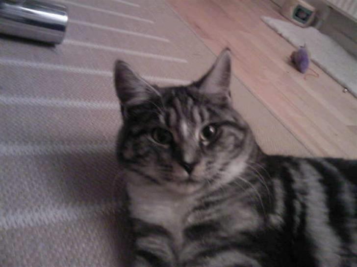 Blanding af racer Zidan billede 4