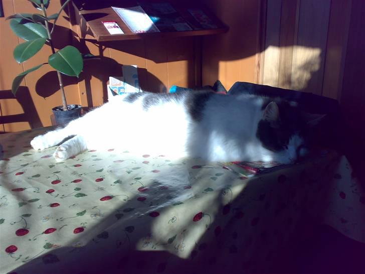 Huskat migo - zzzzzzzzzzzzzzzzzzzzzzz.................. billede 10