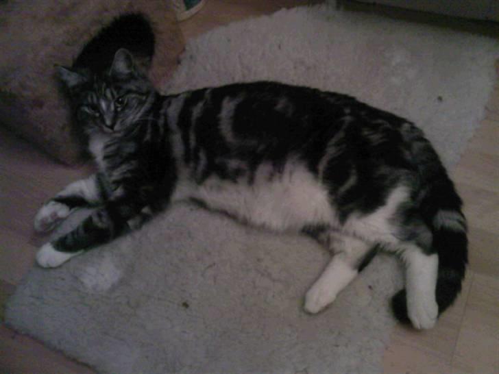 Blanding af racer Zidan - der er ikke noget bedre end at slappe af. billede 5