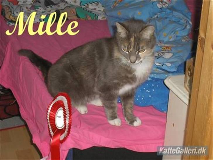 Huskat Mille <3 - Lille miiig.... billede 20