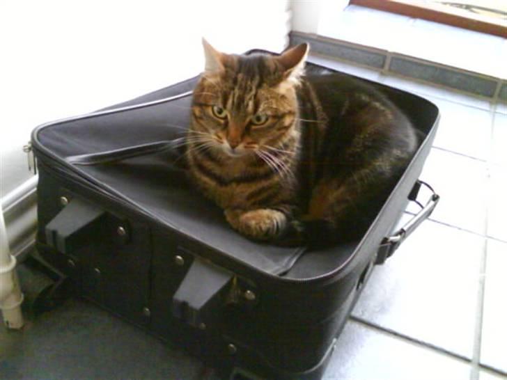 Huskat Timon billede 6