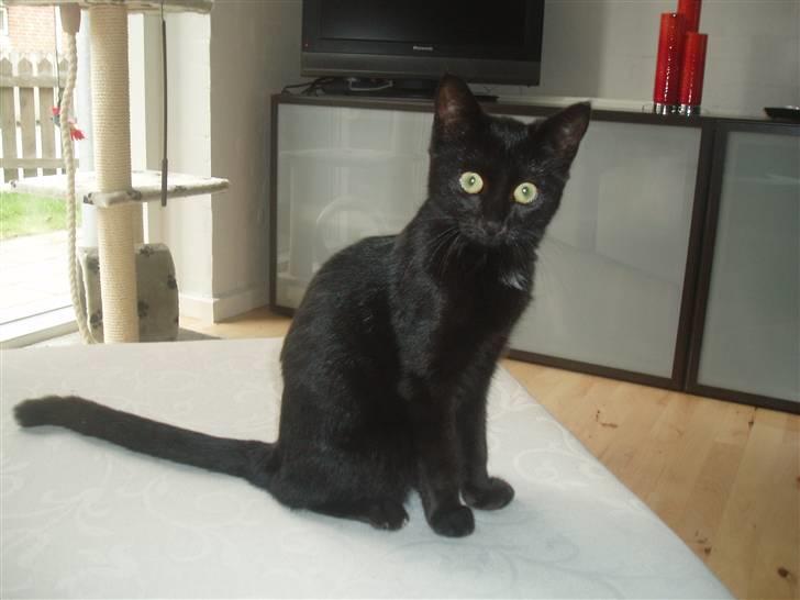 Huskat Bamba billede 1