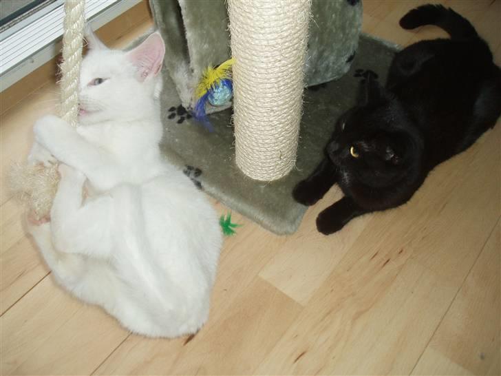 Huskat Bamba - "Hmm, vil egentlig gerne lege, men holder mig lige lidt i baggrunden" billede 2