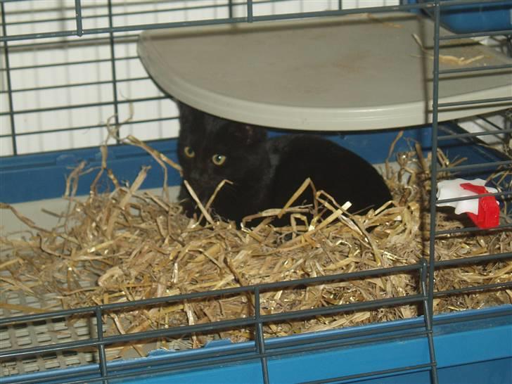 Huskat Bamba - Hun er vist "skabs-staldkat" , for hun elsker at ligge i halmen :) billede 3