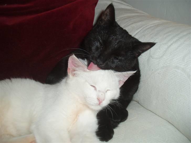 Huskat Bamba - Vasker lige min ven Ronaldo billede 4