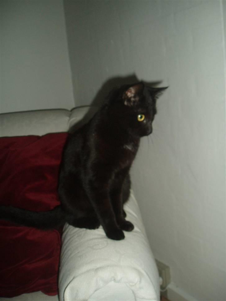 Huskat Bamba billede 5