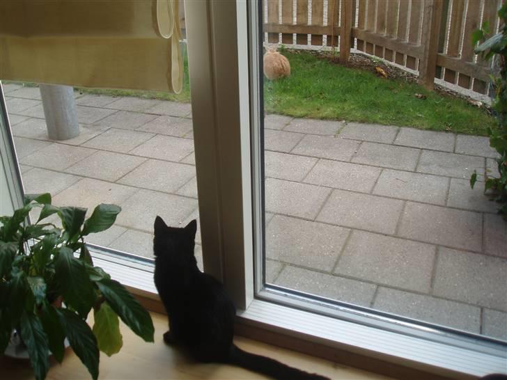 Huskat Bamba - Kigger lige på Emma der går ude i haven billede 6