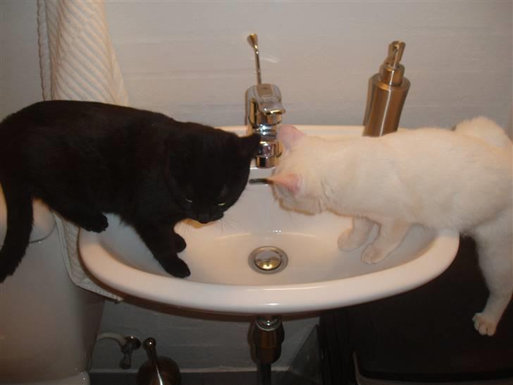 Huskat Bamba billede 7