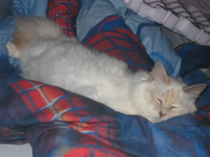 Hellig Birma SHIA  billede 11