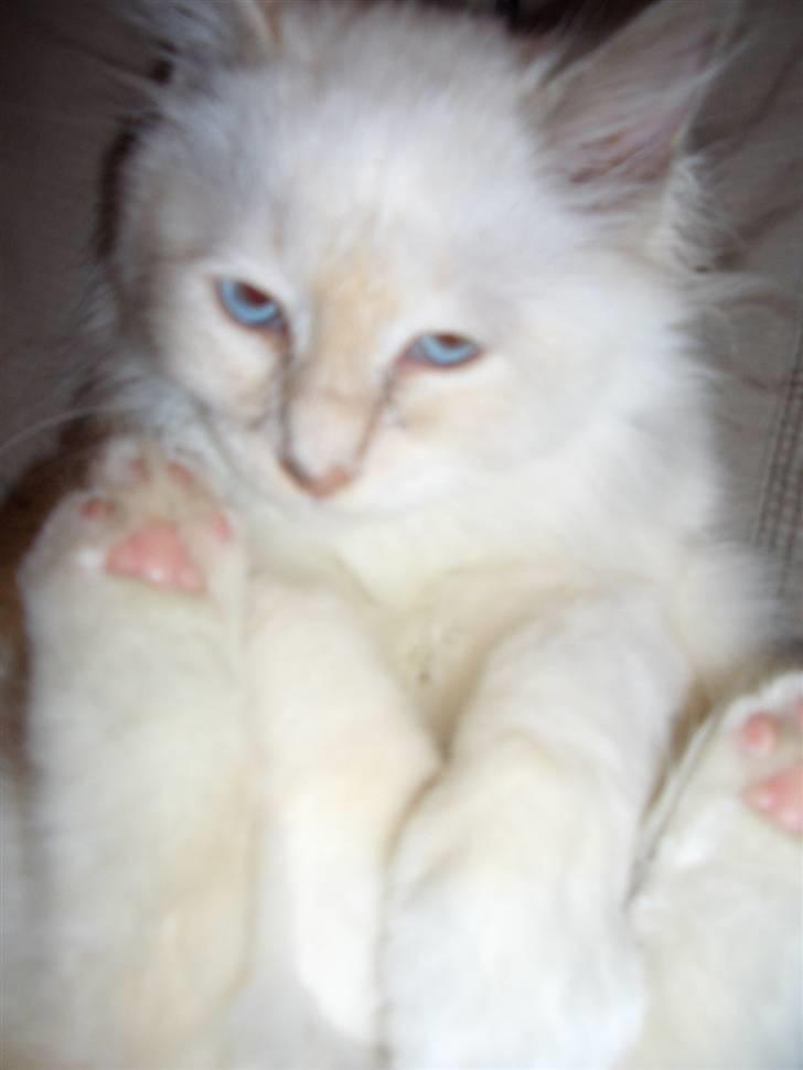 Hellig Birma SHIA  billede 12