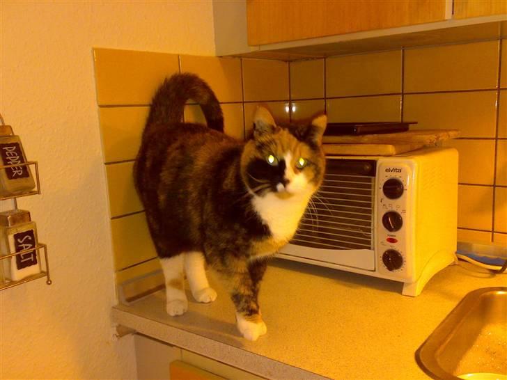 Blanding af racer Milan billede 11