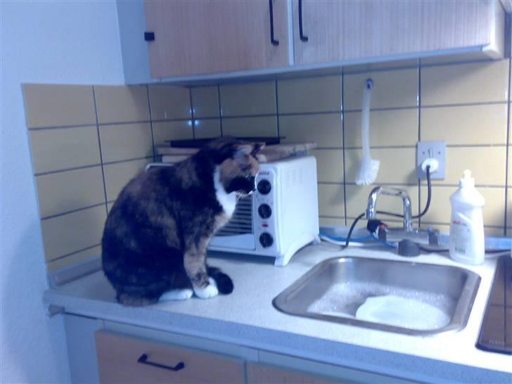 Blanding af racer Milan billede 12