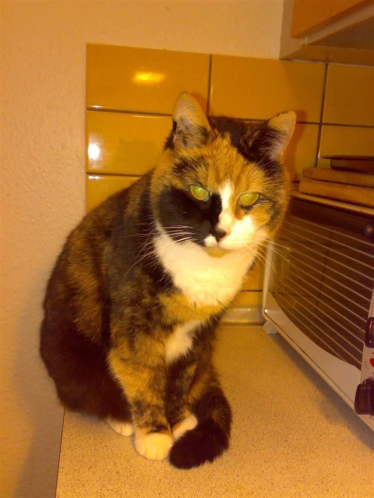 Blanding af racer Milan billede 13