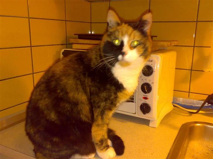 Blanding af racer Milan billede 14