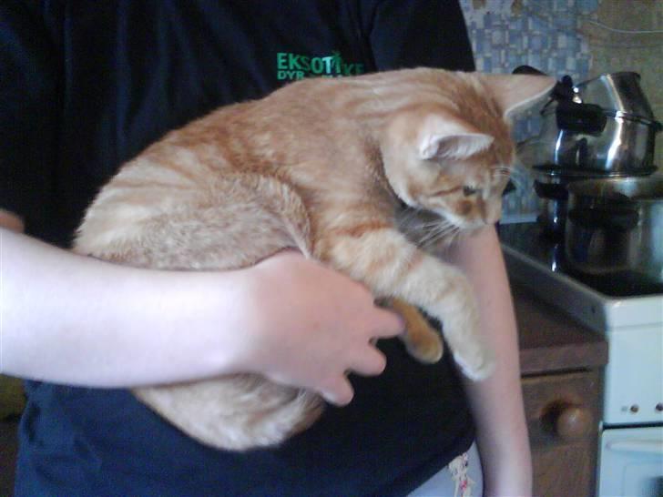 Huskat Laban Garfield Peter  billede 8