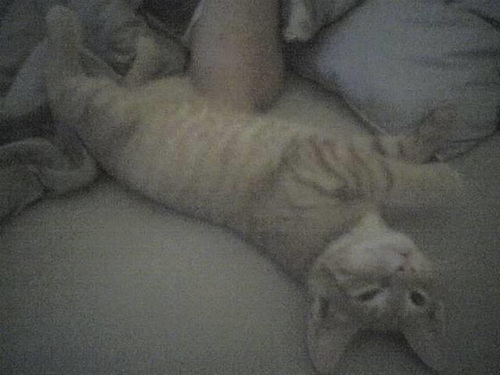 Huskat Laban Garfield Peter  billede 9