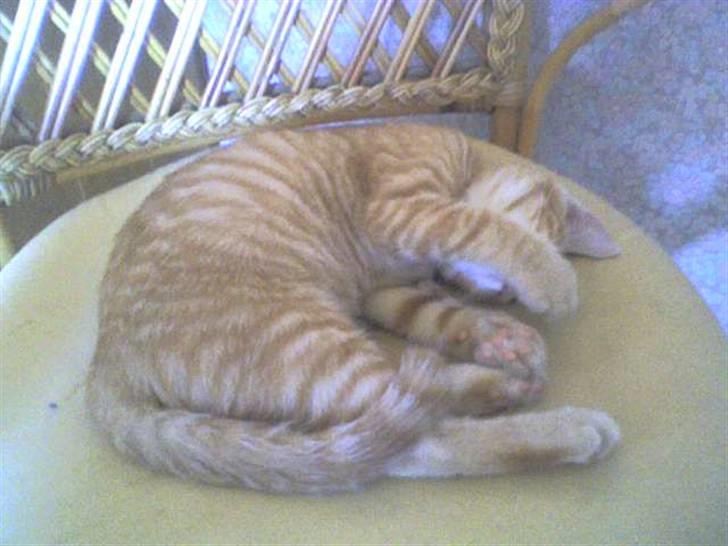 Huskat Laban Garfield Peter  billede 10