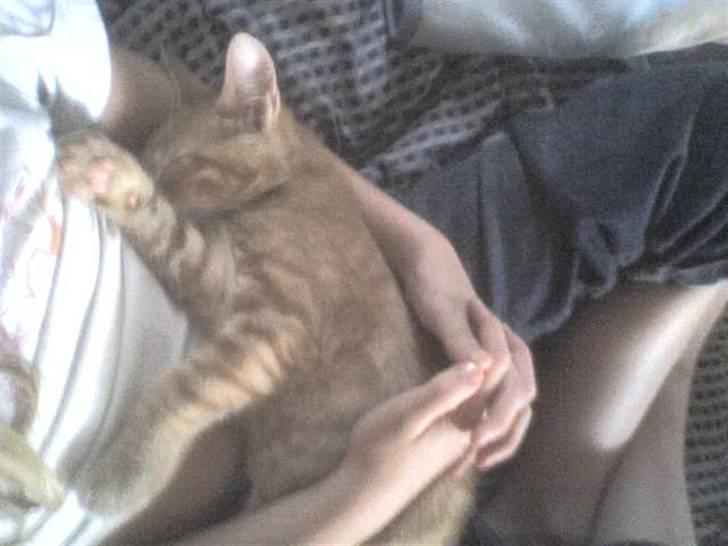 Huskat Laban Garfield Peter  billede 11