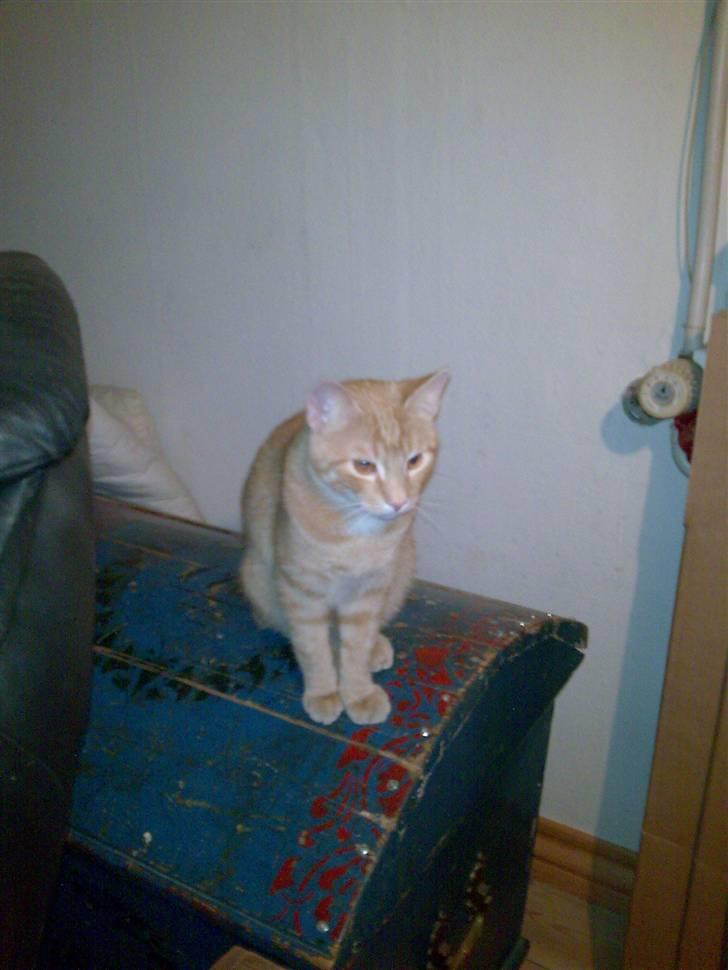 Huskat Laban Garfield Peter  billede 12