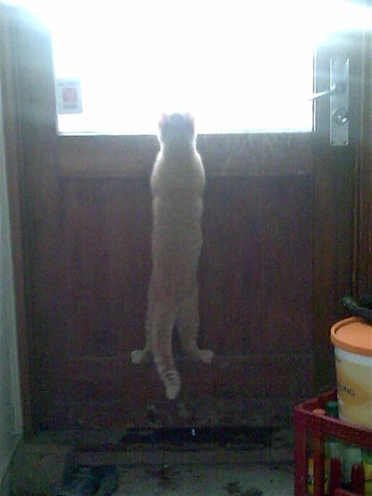 Huskat Laban Garfield Peter  billede 13