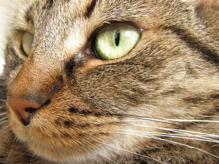 Huskat Nippy billede 17