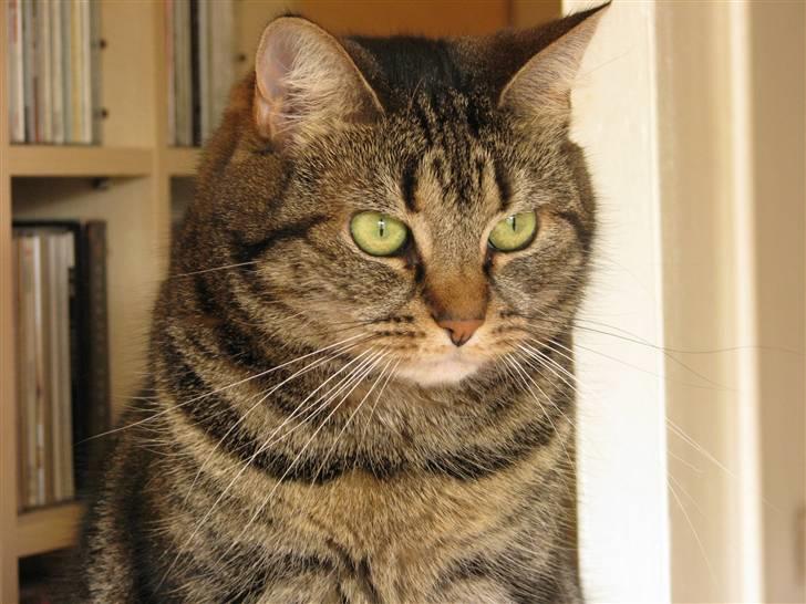 Huskat Nippy billede 18