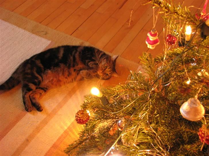 Huskat Nippy billede 19