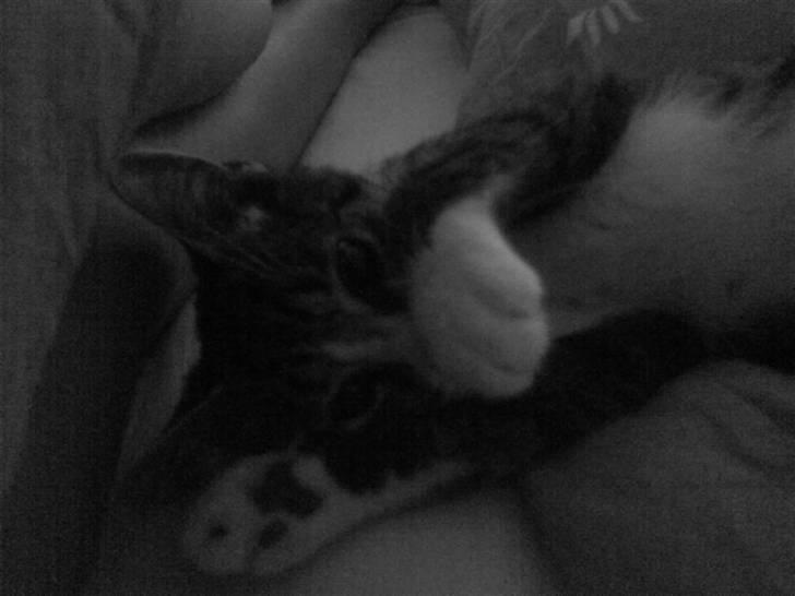 Huskat magnus - lad vær med at kigge på mig..... lad vær jeg bliver genert... billede 17