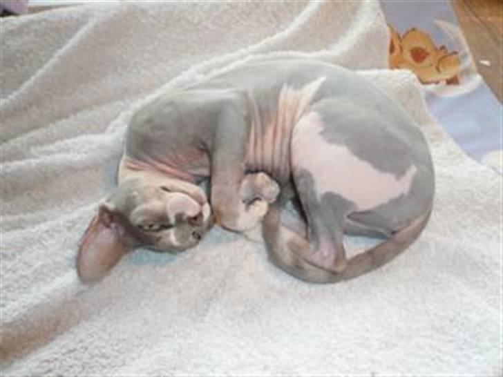 Sphynx rexsine - krøller mig lige samme så jeg kan holde varmen ;) billede 5
