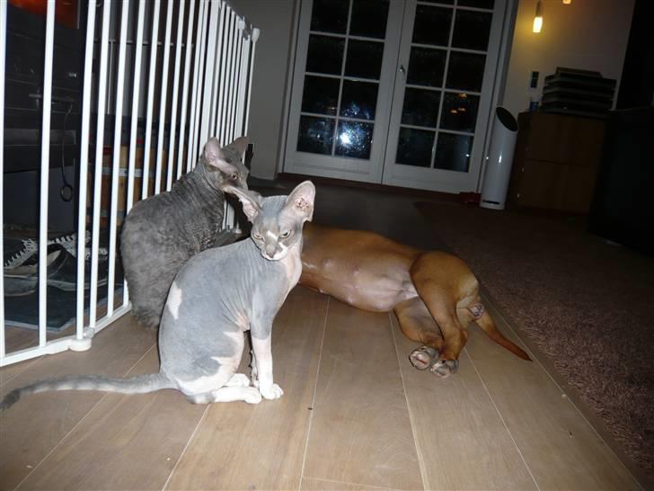 Sphynx rexsine - vi elsker at sidde ved brændeovnen ;) billede 6