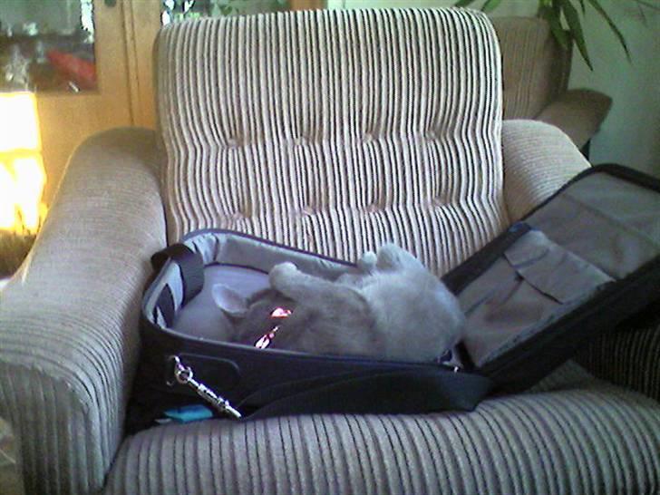 Huskat Gråmis (Mus) billede 2