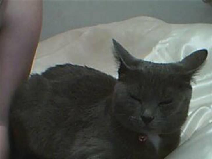 Huskat Gråmis (Mus) billede 3