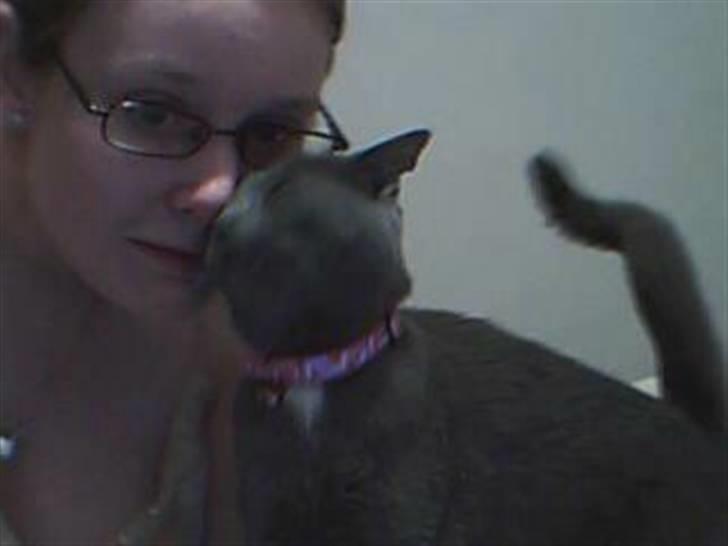 Huskat Gråmis (Mus) billede 4