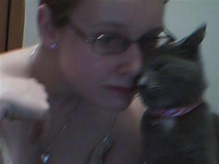 Huskat Gråmis (Mus) billede 5