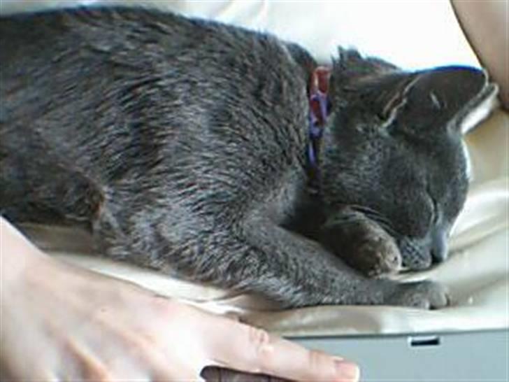 Huskat Gråmis (Mus) billede 6