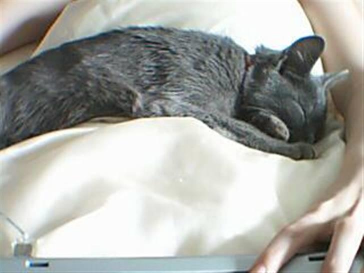 Huskat Gråmis (Mus) billede 7