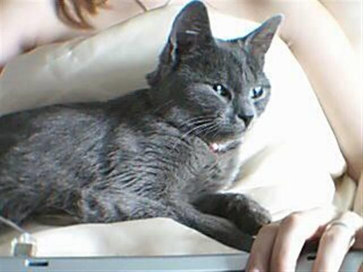 Huskat Gråmis (Mus) billede 8