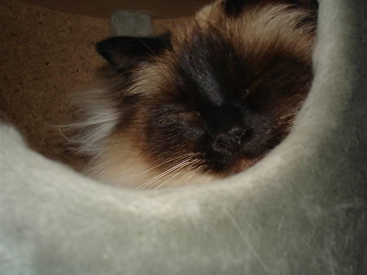 Hellig Birma Madonna (Minni) +R.I.P+  - Her er det sidste billed af madonna inden hun blev syg billede 18