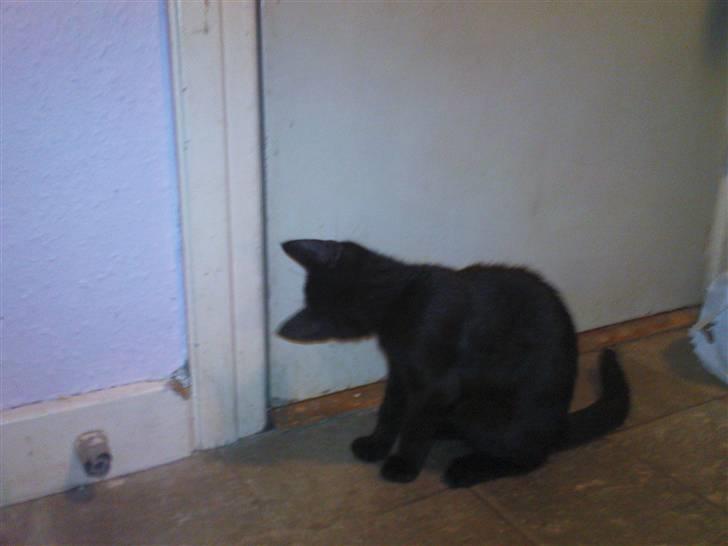 Blanding af racer Bette mis R.I.P.)': - `Hvad sker der deer inde? billede 1