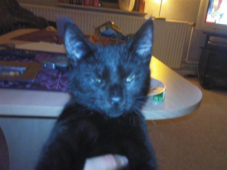 Blanding af racer Bette mis R.I.P.)': - såååå træt man er hva? billede 2