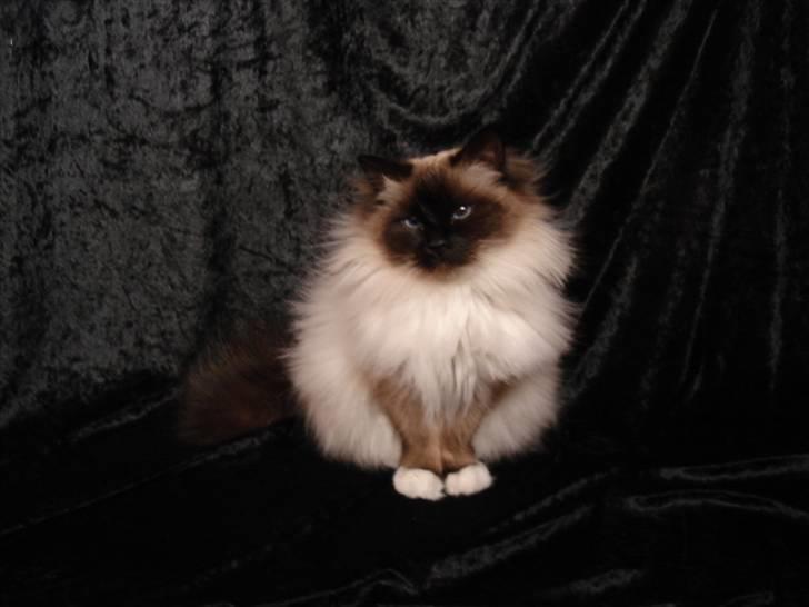 Hellig Birma Madonna (Minni) +R.I.P+  - Var hun ikke bare smuk  billede 19